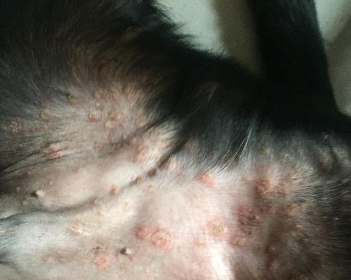 拉布拉多皮肤病防治全攻略：健康护理与常见问题应对