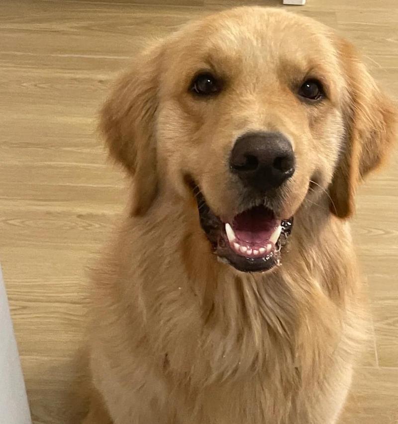 拉布拉多的常见皮肤病及防治方法(了解拉布拉多的皮肤问题,为它们提供全面护理) 拉布拉多的常见皮肤病及防治方法(了解拉布拉多的皮肤问题,为它们提供全面护理)