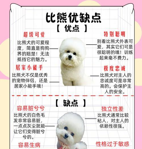 养一只比熊犬需要多少钱？（了解比熊犬饲养的成本及开支情况）