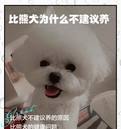养一只比熊犬需要多少钱？（了解比熊犬饲养的成本及开支情况）