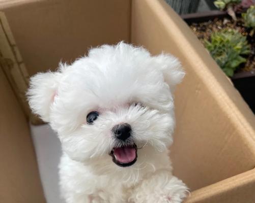 养一只比熊犬需要多少钱？（了解比熊犬饲养的成本及开支情况）