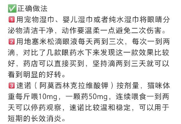 小猫眼睛发炎原因与治疗指南：症状识别及预防措施