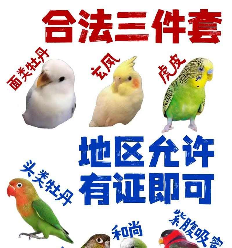 饲养鹦鹉的正确方法（打造舒适的生活环境，关注饮食和健康）