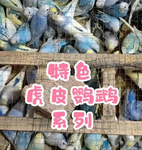 鹦鹉饲养全攻略：环境、饮食与健康护理