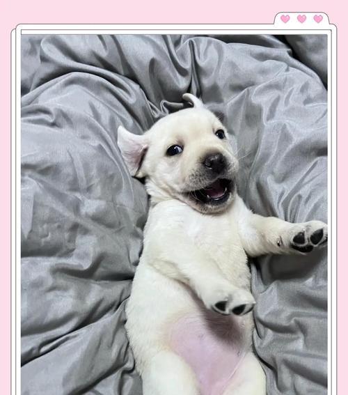 拉布拉多的常见皮肤病及防治方法(了解拉布拉多的皮肤问题,为它们提供全面护理) 拉布拉多的常见皮肤病及防治方法(了解拉布拉多的皮肤问题,为它们提供全面护理)