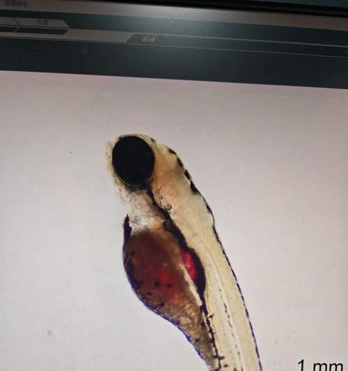 斑马鱼的繁殖方法(从准备到孵化,轻松繁殖斑马鱼) 斑马鱼的繁殖方法(从准备到孵化,轻松繁殖斑马鱼)