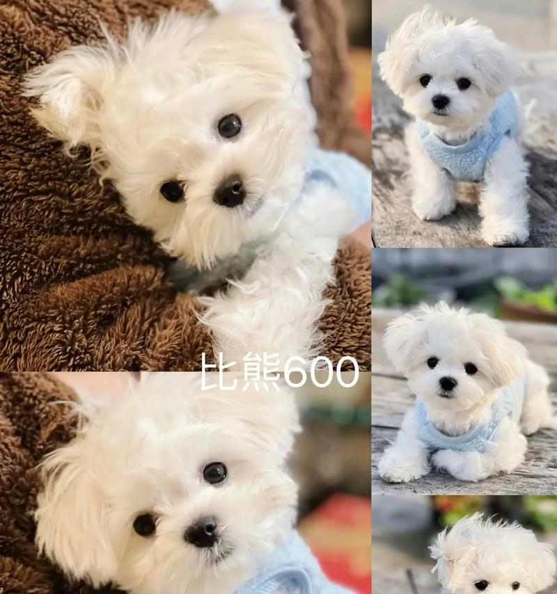 羊水破裂后多久能生?(探讨比熊羊水破裂后的分娩时间) 羊水破裂后多久能生?(探讨比熊羊水破裂后的分娩时间)