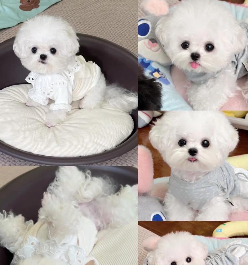 羊水破裂后多久能生?(探讨比熊羊水破裂后的分娩时间) 羊水破裂后多久能生?(探讨比熊羊水破裂后的分娩时间)