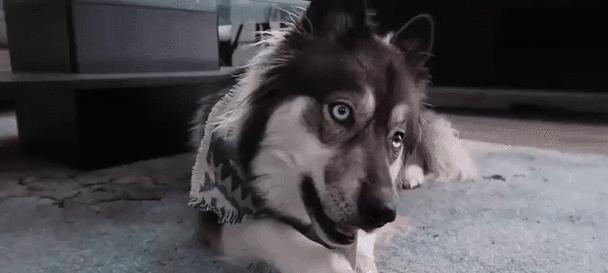 哈士奇的健康饮食指南(了解哈士奇能吃哪些食物,避免它们不能吃的食物) 哈士奇的健康饮食指南(了解哈士奇能吃哪些食物,避免它们不能吃的食物)