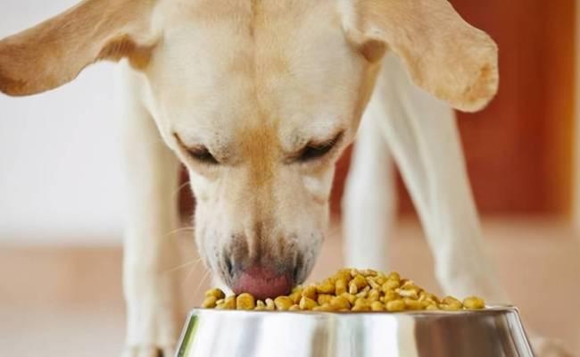 哈士奇的健康饮食指南(了解哈士奇能吃哪些食物,避免它们不能吃的食物) 哈士奇的健康饮食指南(了解哈士奇能吃哪些食物,避免它们不能吃的食物)