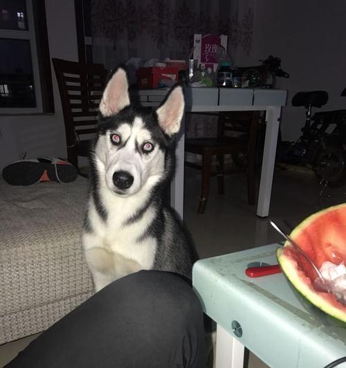 哈士奇健康饮食全攻略：安全食物与喂养注意事项