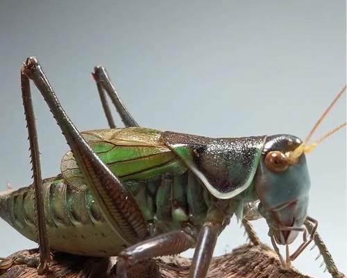 蝈蝈宠物的寿命及如何延长其寿命（了解蝈蝈宠物的寿命、提供适宜的环境和饮食来延长其寿命）