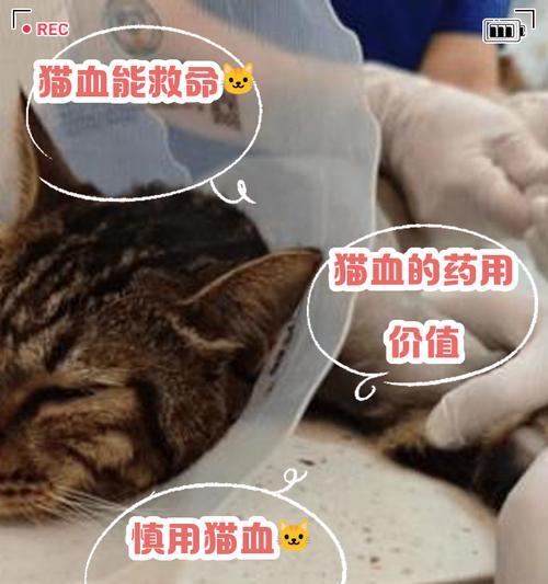 小猫产后流血多久?(了解产后出血的持续时间及注意事项) 小猫产后流血多久?(了解产后出血的持续时间及注意事项)