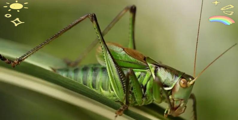 蝈蝈宠物寿命延长技巧：环境与饮食全解析
