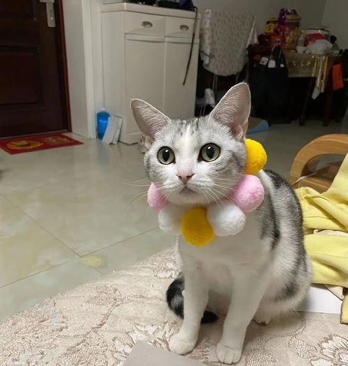 小猫产后流血多久?(了解产后出血的持续时间及注意事项) 小猫产后流血多久?(了解产后出血的持续时间及注意事项)