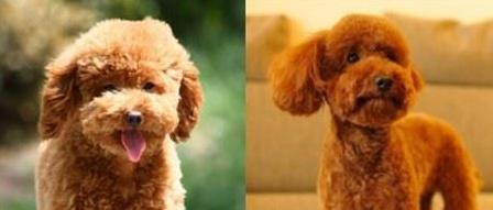 如何训练泰迪小狗成为乖巧听话的宠物(培养泰迪小狗良好行为习惯的训练方法和技巧) 如何训练泰迪小狗成为乖巧听话的宠物(培养泰迪小狗良好行为习惯的训练方法和技巧)