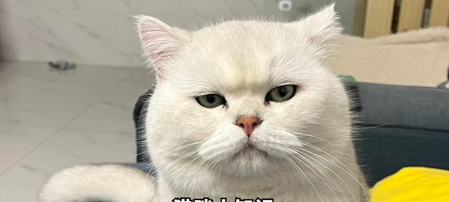 猫育苗时打针间隔及注意事项(科学养猫,合理打针——给爱猫注射疫苗的正确方法与注意事项) 猫育苗时打针间隔及注意事项(科学养猫,合理打针——给爱猫注射疫苗的正确方法与注意事项)