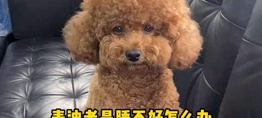 狗狗睡眠需要多久？（揭秘狗狗睡觉的秘密，让你的宠物健康快乐）