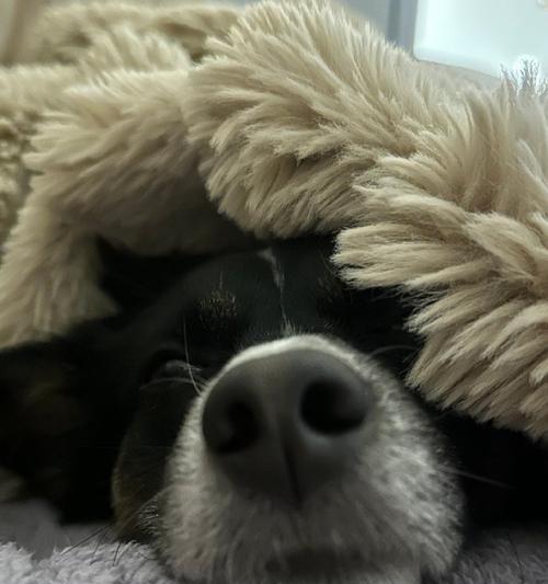 狗狗睡眠需要多久？（揭秘狗狗睡觉的秘密，让你的宠物健康快乐）