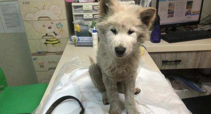 宠物生病（面对高昂的治疗费用，如何做出正确的选择）