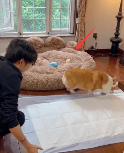 宠物生病（面对高昂的治疗费用，如何做出正确的选择）