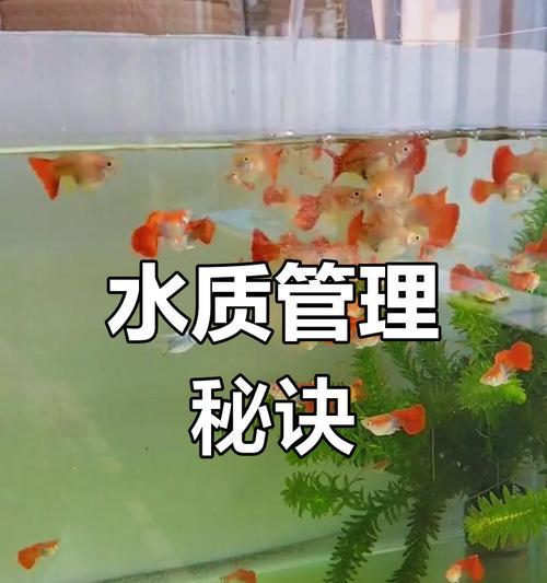 孔雀小鱼水质管理：换水频率与健康养殖要点