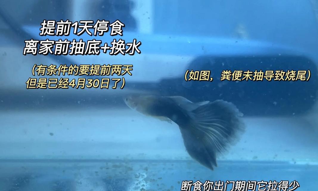 孔雀小鱼的水质管理（探索孔雀小鱼换水的最佳时间和方法，让它们生活得更健康）