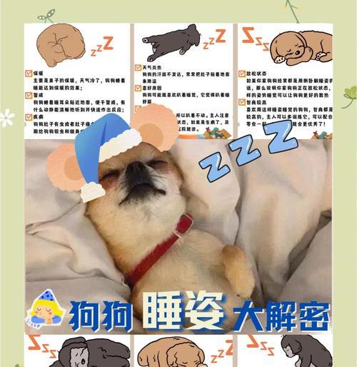 狗狗睡眠需求解析与健康环境营造指南