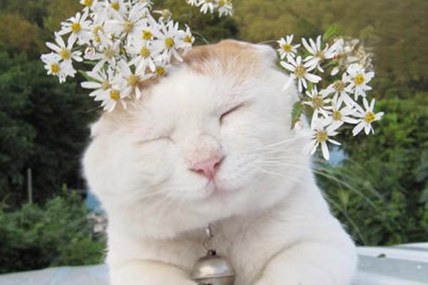 犬猫高脂血症治疗方案 犬猫高脂血症治疗方案