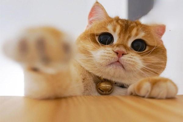 犬猫硒代谢病治疗方案 犬猫硒代谢病治疗方案