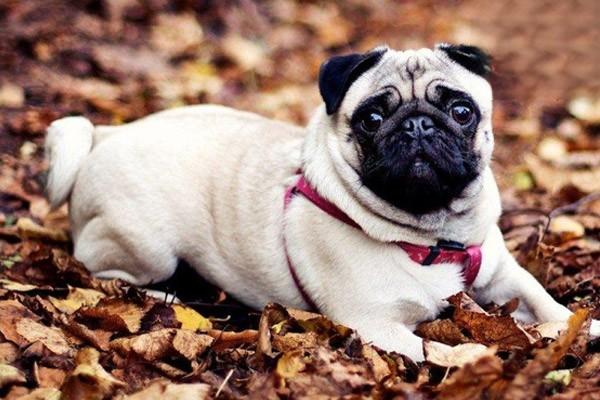 犬猫高脂血症 犬猫高脂血症