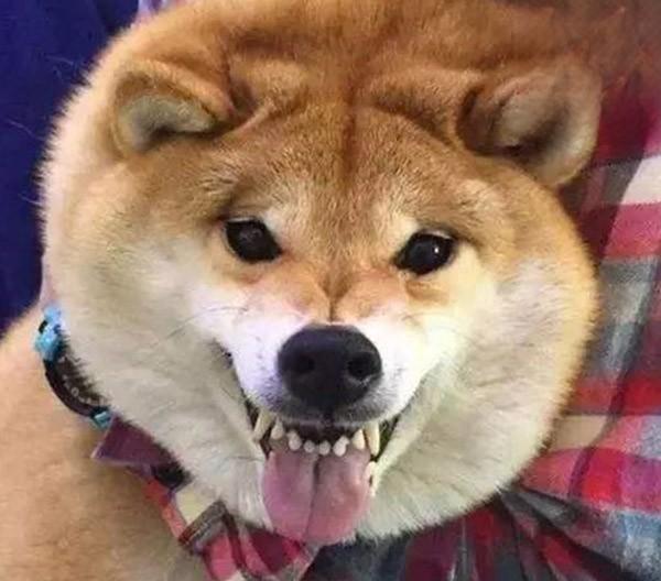 犬猫肥胖症 犬猫肥胖症