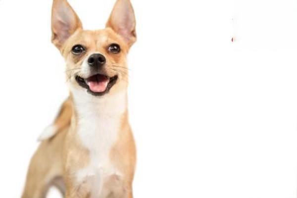 犬猫硒代谢病 犬猫硒代谢病