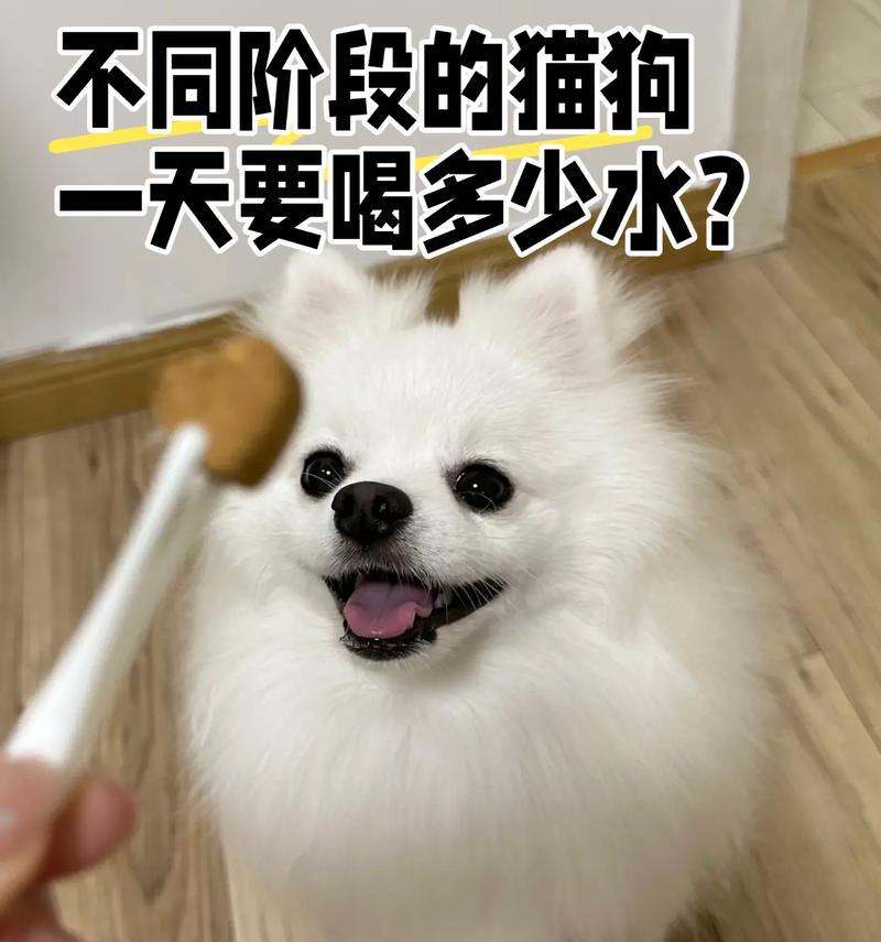 宠物猫狗的洗澡频率及注意事项（宠物猫狗洗澡的最佳频率和正确方法，让你的宠物保持健康干净）