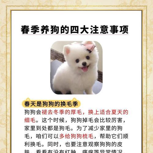 宠物换毛季全攻略，轻松应对毛发困扰与健康护理