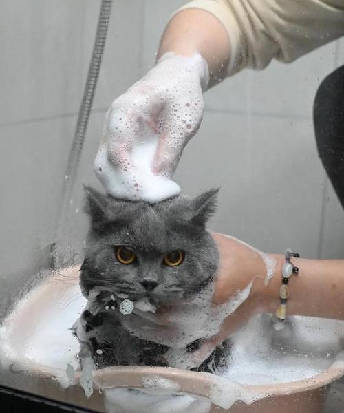 宠物猫狗洗澡频率与正确方法，让爱宠健康干净