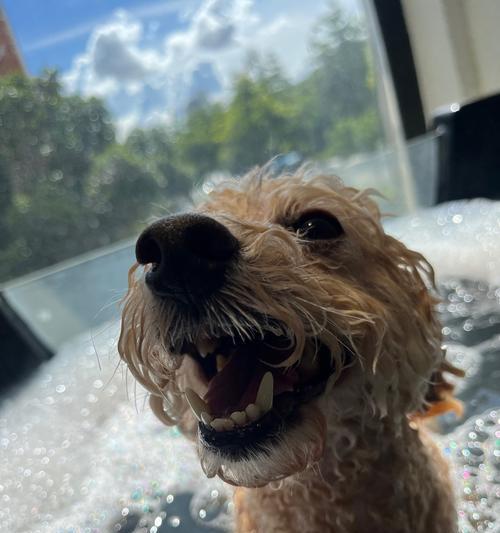 贵宾狗的眼睛睁眼时间及发育特点（贵宾狗的眼睛睁眼时间和关键发育阶段）