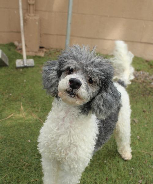 贵宾狗的眼睛睁眼时间及发育特点（贵宾狗的眼睛睁眼时间和关键发育阶段）