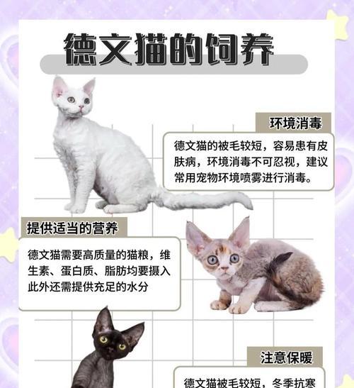 了解以德文卷毛猫的生育周期（探索以德文卷毛猫的繁殖特点和时间）