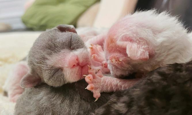 德文卷毛猫繁殖指南：生育周期与幼崽护理要点