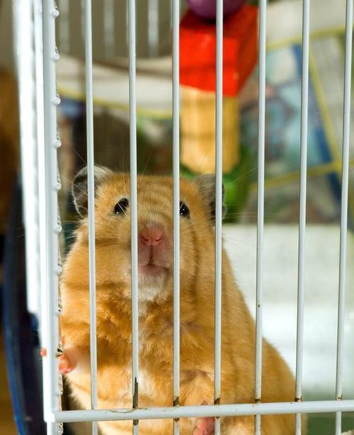 仓鼠长毛的周期及影响因素（探索仓鼠长毛周期的奥秘与保持健康毛发的技巧）