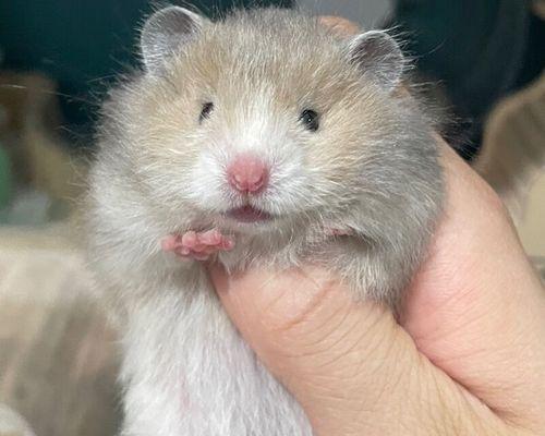 仓鼠长毛的周期及影响因素（探索仓鼠长毛周期的奥秘与保持健康毛发的技巧）