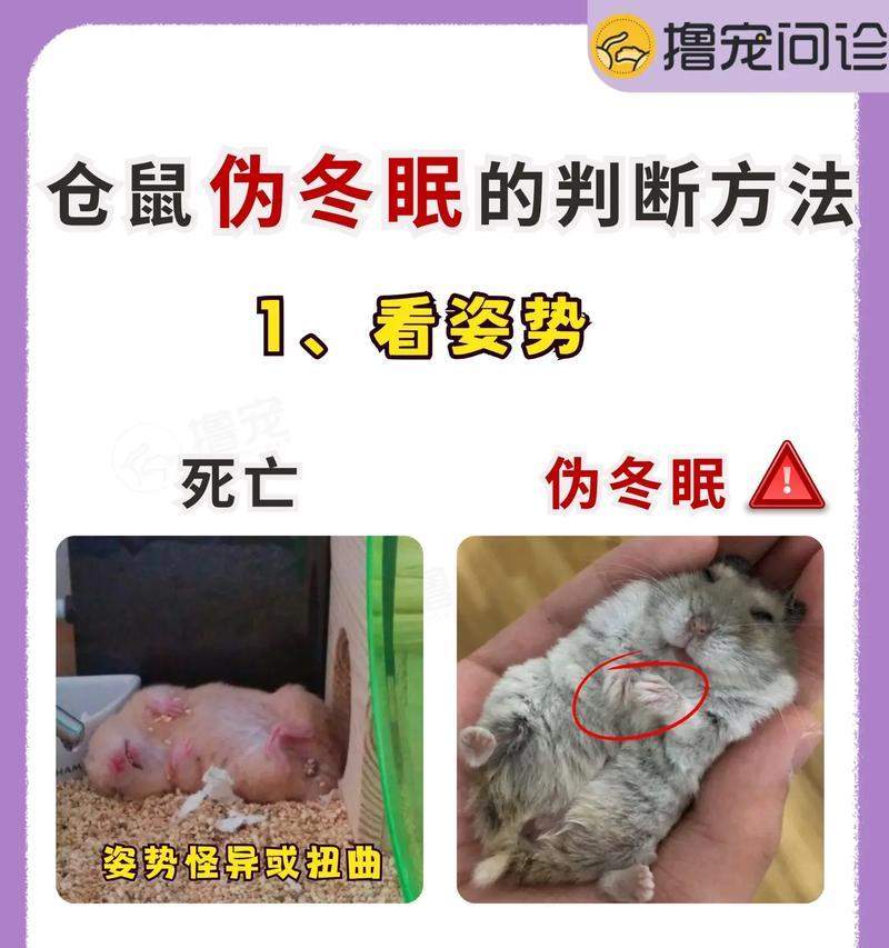 仓鼠长毛周期奥秘与健康毛发护理技巧