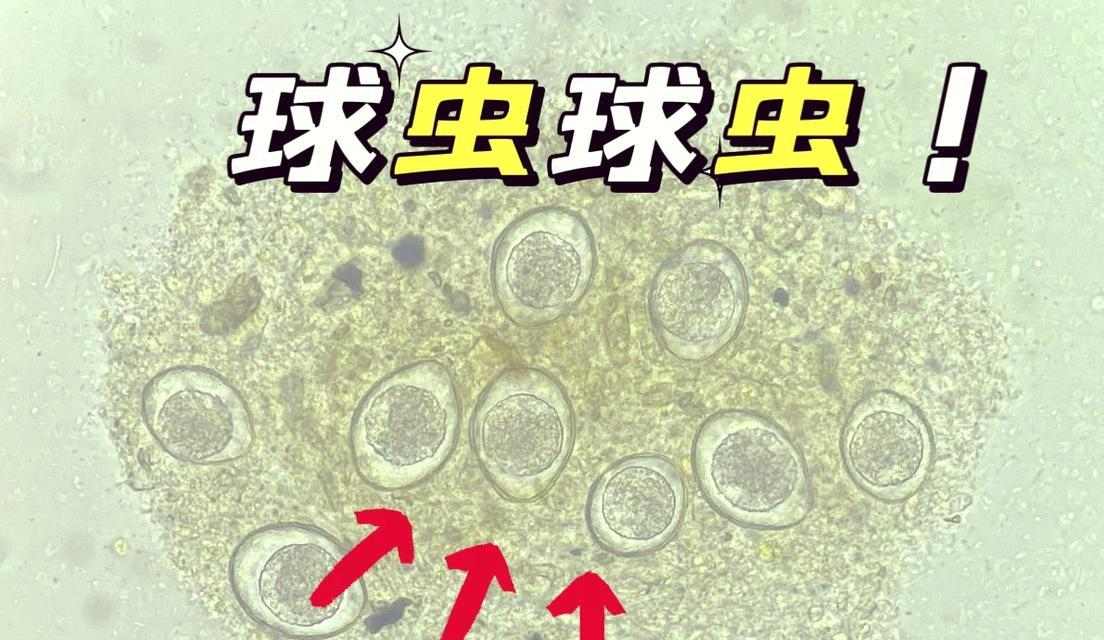 以犬球虫病治疗需要多长时间?(病情严重程度决定治疗时间) 以犬球虫病治疗需要多长时间?(病情严重程度决定治疗时间)