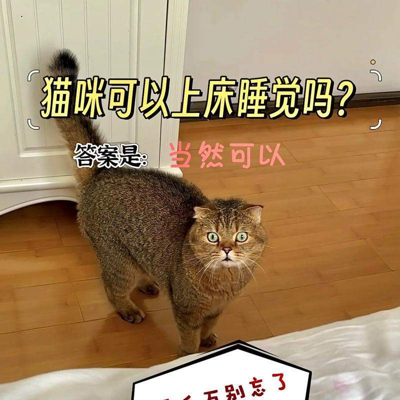 如何训练猫咪不上床(有效方法和关键技巧教你让猫咪不再在床上乱蹦) 如何训练猫咪不上床(有效方法和关键技巧教你让猫咪不再在床上乱蹦)