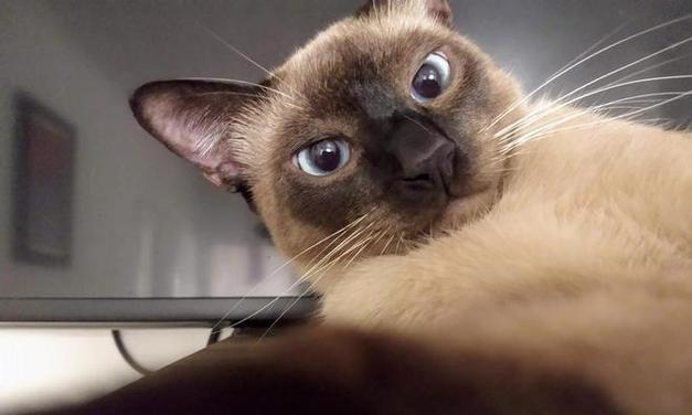 暹罗猫呕吐食物的原因及处理方法（探究暹罗猫呕吐食物的可能原因，以及应对方法）