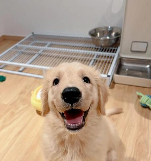 家狗狗眼屎增多，主人要及时排查原因（宠物眼屎增多可能有多种原因，仔细观察狗狗眼部情况）