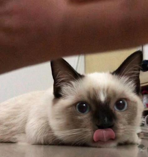 暹罗猫呕吐食物原因与应对方法详解