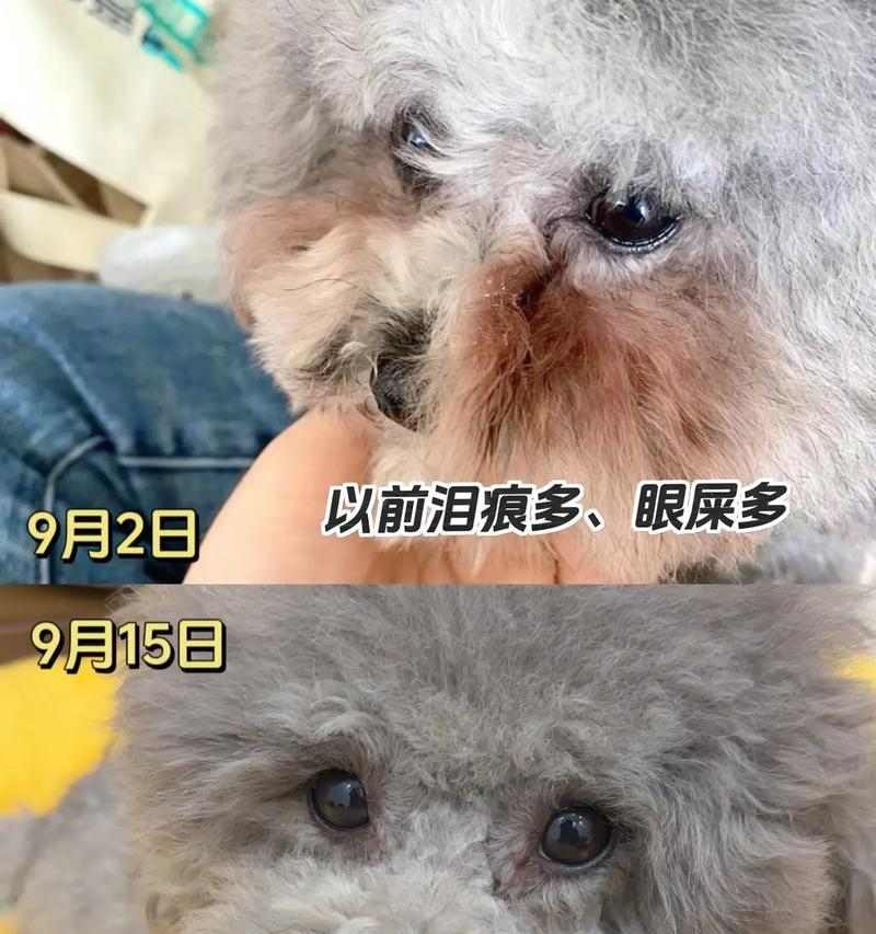 家狗狗眼屎增多，主人要及时排查原因（宠物眼屎增多可能有多种原因，仔细观察狗狗眼部情况）
