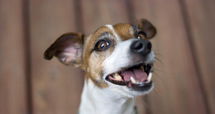 狗狗眼屎增多原因解析及护理指南